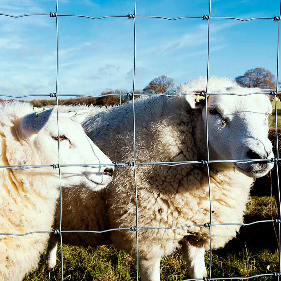 Cercas y Malla Ciclonica en Querétaro